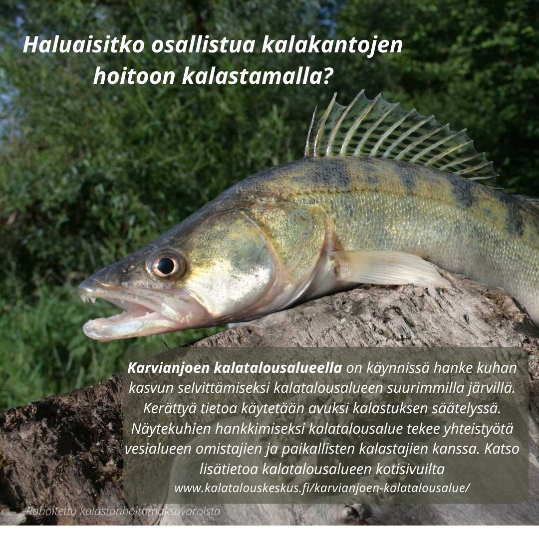 You are currently viewing Selvitys käynnissä: kuhan kasvu Karvianjoen kalatalousalueella