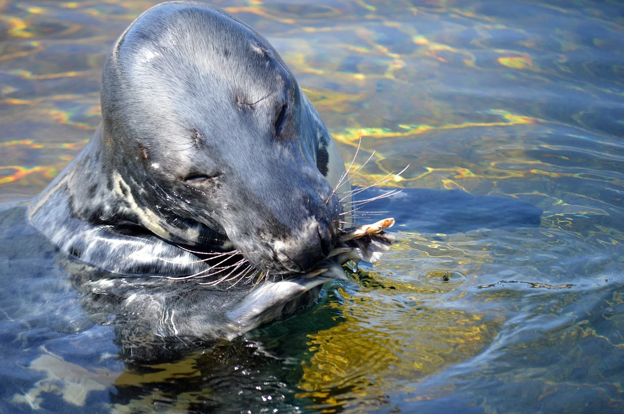 You are currently viewing Hyljekarkotin – äänellä kalatalouden tappioita vastaan